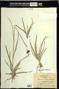 Rhynchospora ciliaris image