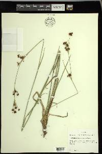 Rhynchospora compressa image