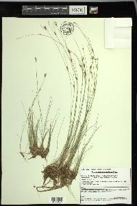 Rhynchospora capillacea image