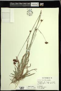 Rhynchospora ciliaris image