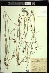 Rhynchospora capitellata image