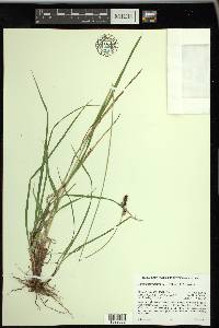 Carex heteroneura image