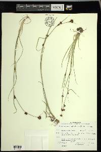 Rhynchospora capitellata image