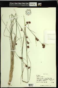 Rhynchospora cephalantha image