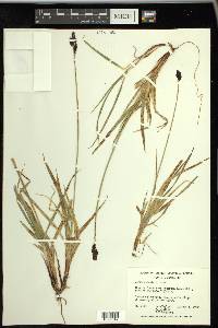 Carex albonigra image