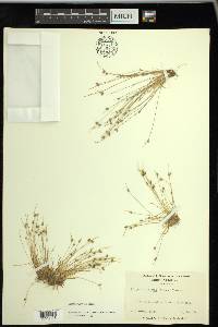 Isolepis carinata image