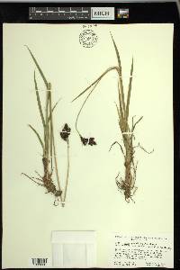 Carex epapillosa image