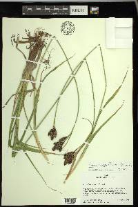 Carex epapillosa image