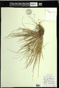 Carex viridula subsp. viridula image