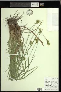 Carex pallescens image