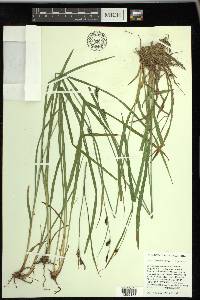 Carex spectabilis image