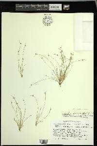 Isolepis pseudosetacea image