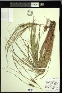 Carex striata image