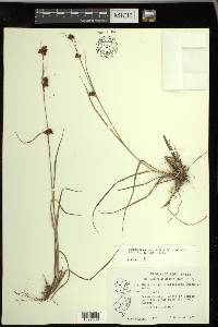 Rhynchospora capitellata image