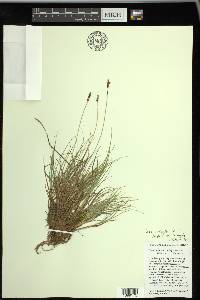 Carex praeceptorum image