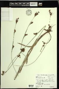 Rhynchospora caduca image