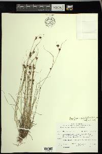 Rhynchospora capitellata image