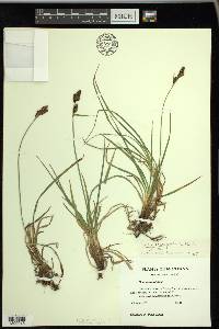 Carex atrosquama image