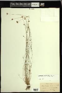 Rhynchospora chapmanii image