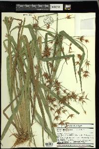 Rhynchospora corniculata image
