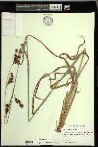 Rhynchospora caduca image