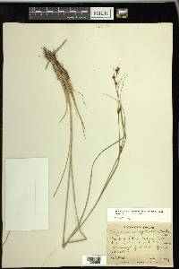 Rhynchospora capitellata image