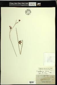 Rhynchospora caduca image