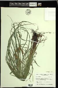 Carex tuckermanii image