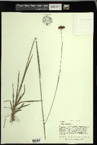 Rhynchospora baldwinii image