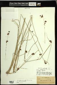 Rhynchospora capitellata image