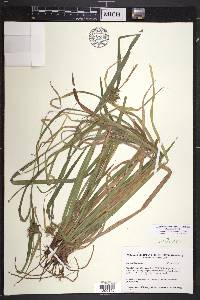 Carex intumescens var. intumescens image