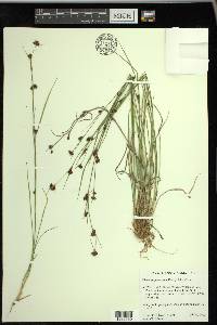 Rhynchospora capitellata image