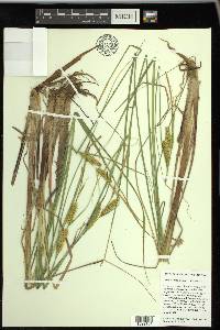 Carex rostrata image