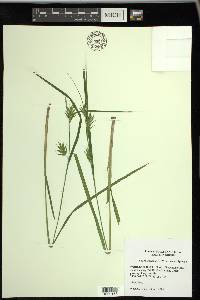 Carex lonchocarpa image