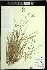 Carex viridula image