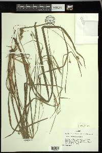 Carex styloflexa image