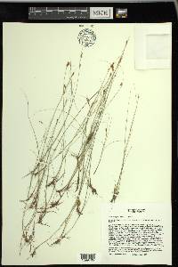 Rhynchospora capillacea image