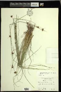 Rhynchospora cephalantha image