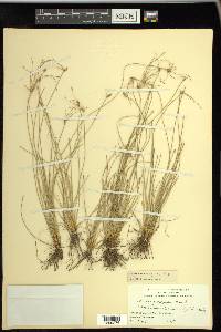 Eleocharis vivipara image