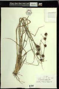 Rhynchospora cephalantha image