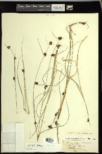 Rhynchospora capitellata image