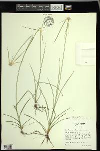 Rhynchospora colorata image