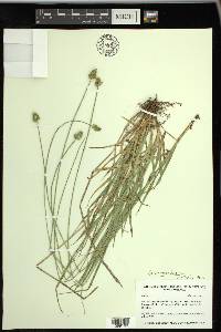 Carex mesochorea image