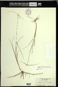 Rhynchospora colorata image