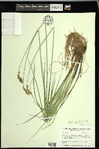 Carex merritt-fernaldii image