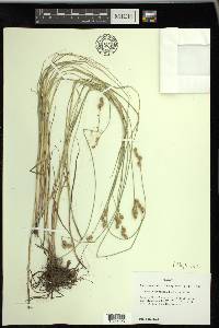 Carex festucacea image