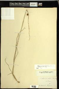 Rhynchospora cephalantha image