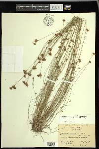 Rhynchospora chapmanii image