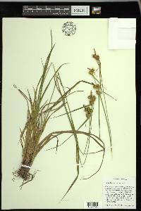 Carex flava image