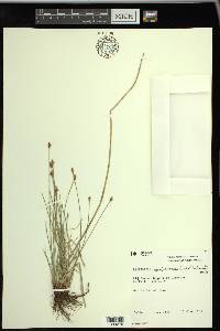 Eleocharis uniglumis image